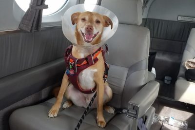 Dog in a cone, sitting on a plane.