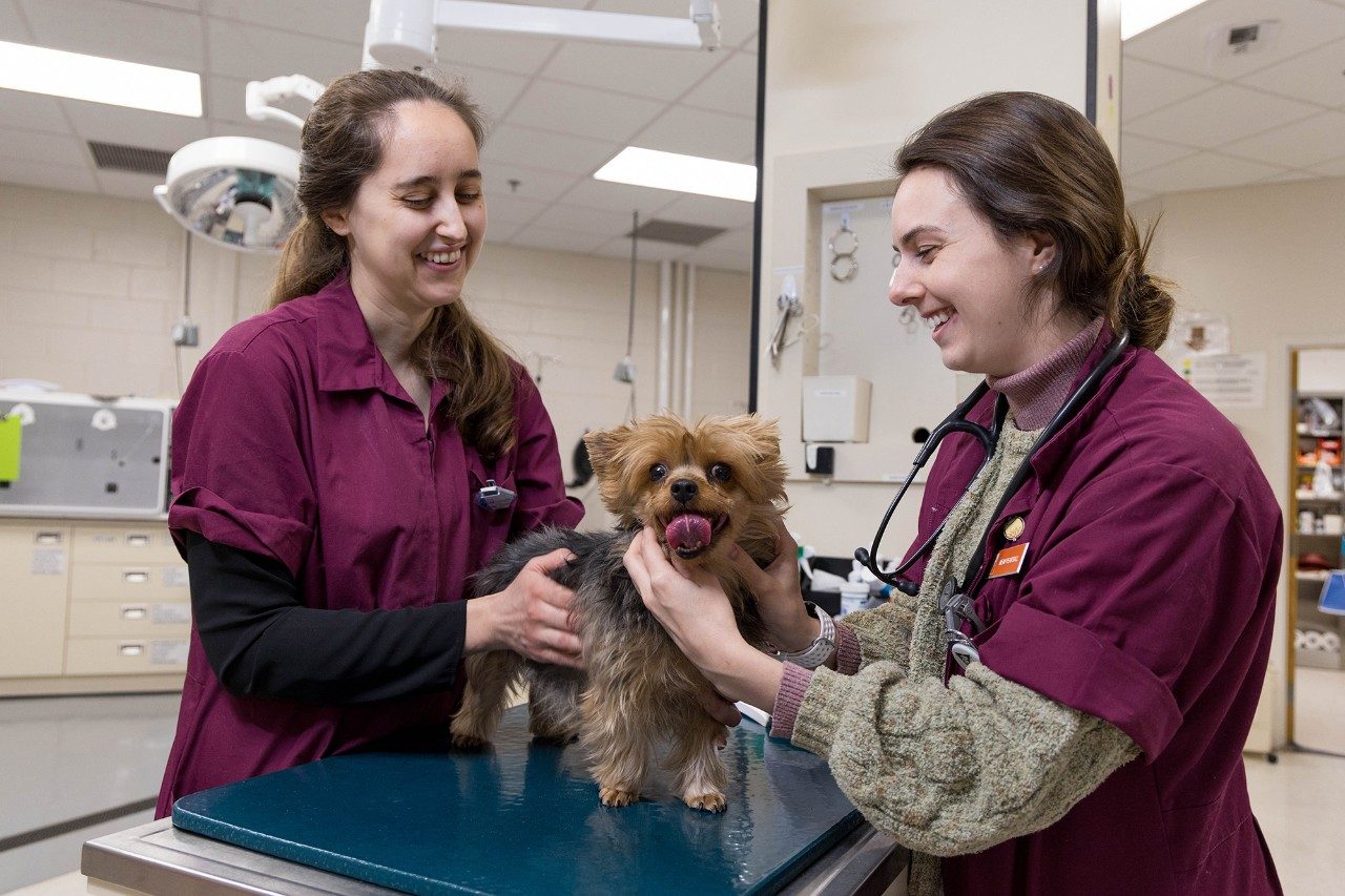 Two veterinarian students examine a small dog.