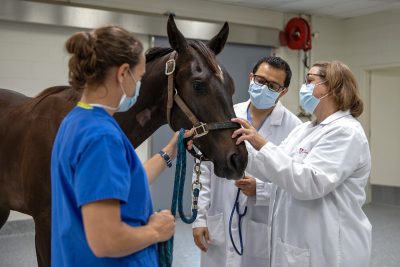 Dr. Dahlgren, resident, and LVT giving an equine exam