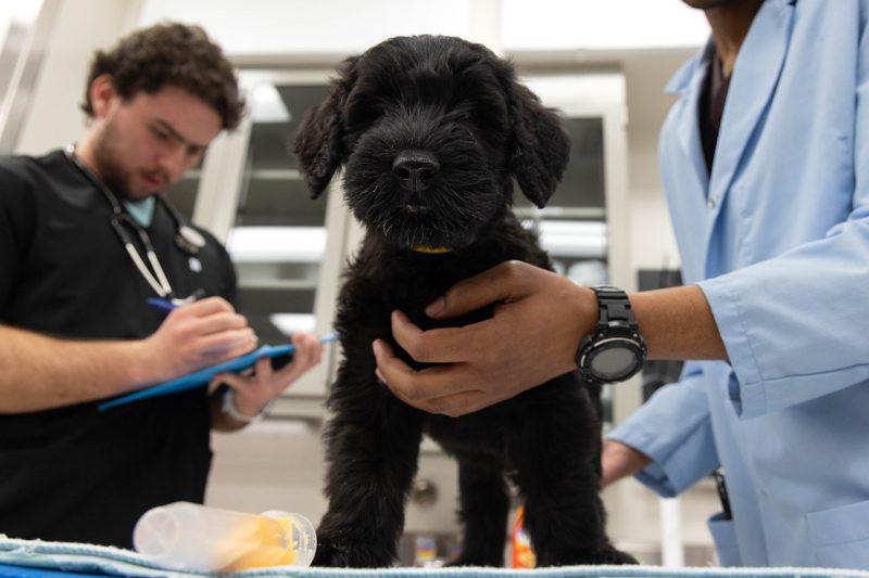 Students in the Theriogenology Club participating in Puppypalooza, an event where members provide vaccinations, microchips, and basic examinations for new litters of puppies.