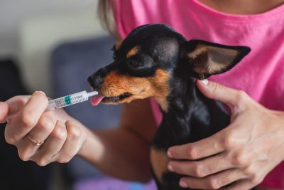 Owner giving dog medicine