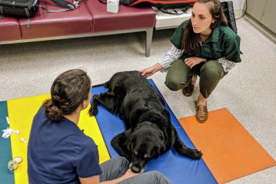 Saint, a retired service dog, receives acupuncture during physical rehabilitation at the Virginia-Maryland College of Veterinary Medicine's Veterinary Teaching Hospital
