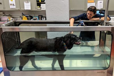 Saint, a retired service dog, participates in physical rehabilitation at the Virginia-Maryland College of Veterinary Medicine's Veterinary Teaching Hospital.