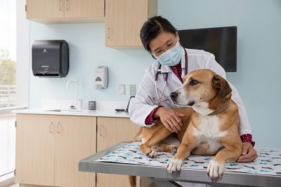 Dr. Joanne Tuohy, assistant professor of surgical oncology, examines a patient at the Animal Cancer Care and Research Center