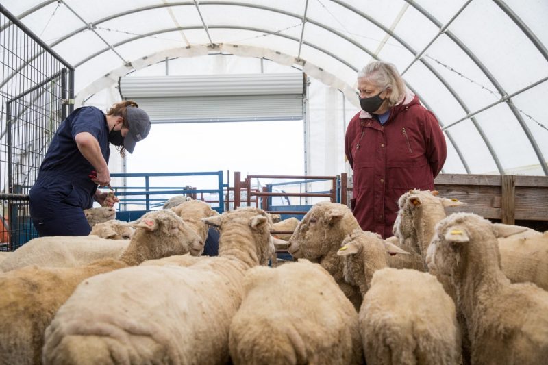 A student tends to one of several sheep while Lynn Cosell watches.