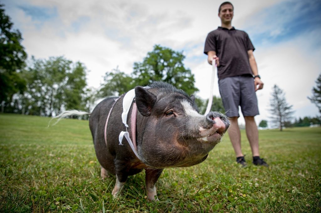 Mini pig sale vet near me