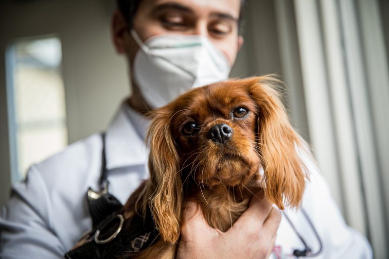Small Animal Clinical Sciences | Virginia-Maryland College of Veterinary  Medicine | Virginia Tech