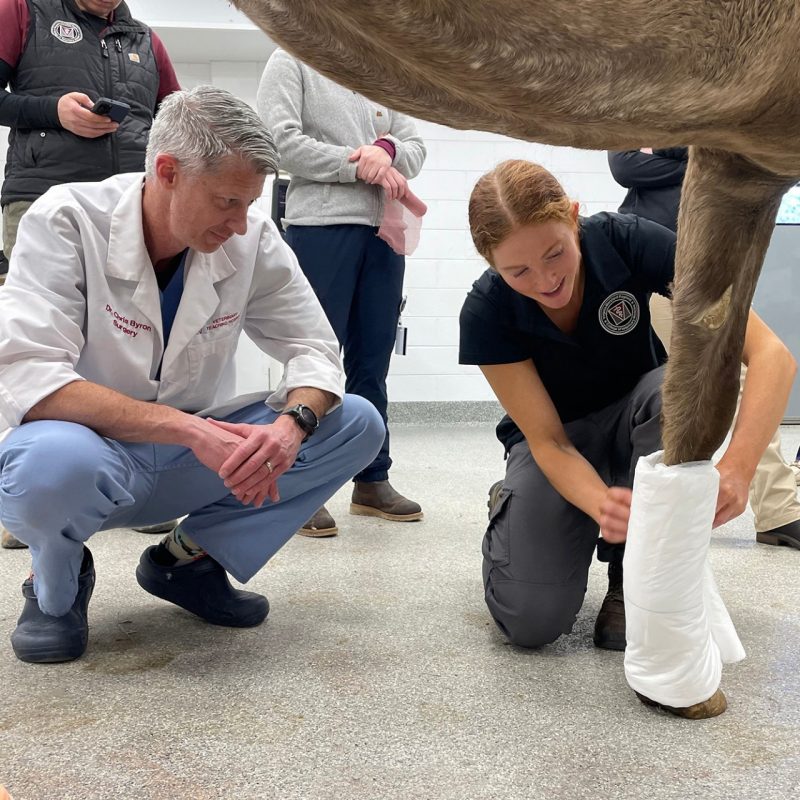 Vet students get hands-on experience at local dog show