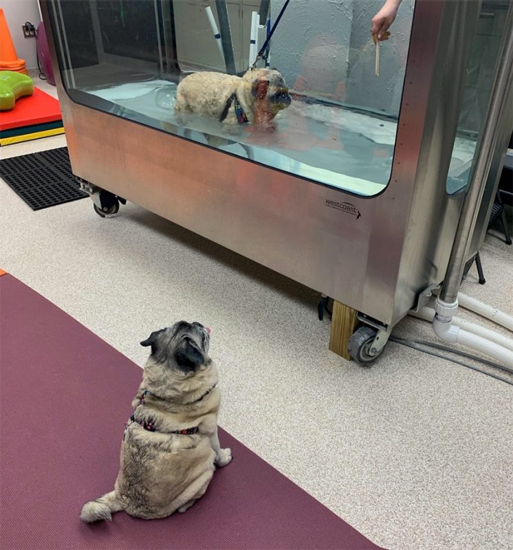 Kiwi watches her sister, Zoie, an 11-year-old pug, as she works in the water treadmill during physical rehabilitation at Virginia-Maryland College of Veterinary Medicine's Veterinary Teaching Hospital. 