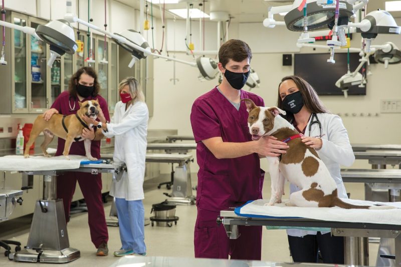 Four students and veterinary professionals examine dogs