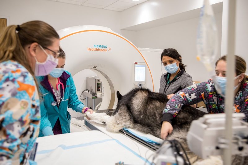 Canine patient, Balian, undergoes a scan at the Animal Cancer Care and Research Center in Roanoke, Virginia