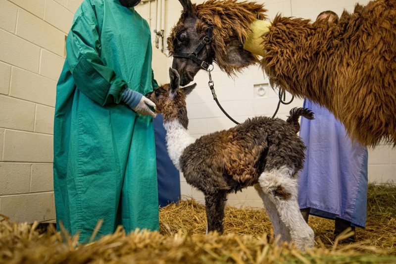 A baby llama, known as a cria stands beside their mother, known as a dam.