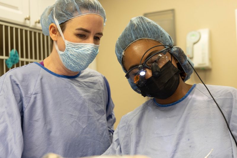 a veterinarian and technician in scrubs looking at a patieint (off camera)