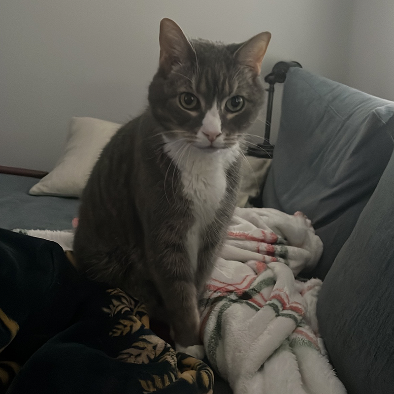 Grey cat sitting on blankets on a couch.