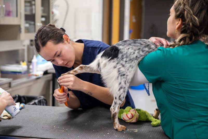 Students clipping a dogs nails.