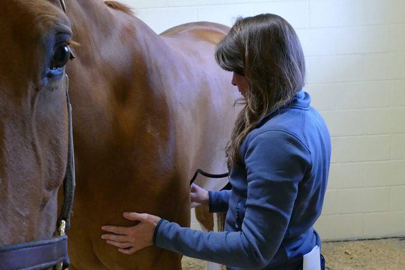 Veterinarian examining a horse in its stall.