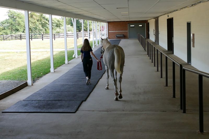 Person walking a white horse away from the camera.