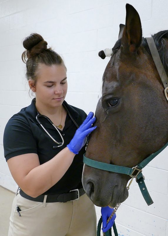 Person petting a horses face during an examination.