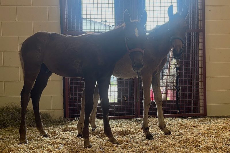 Two foals in a stall.