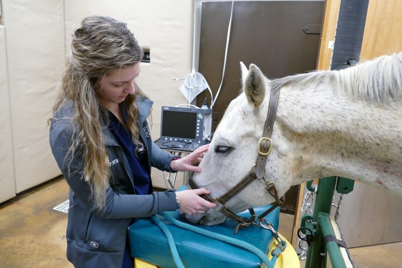 White horse being examined.