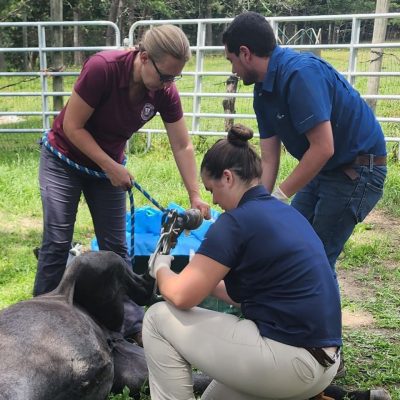 Three veterinary professionals working in a field.