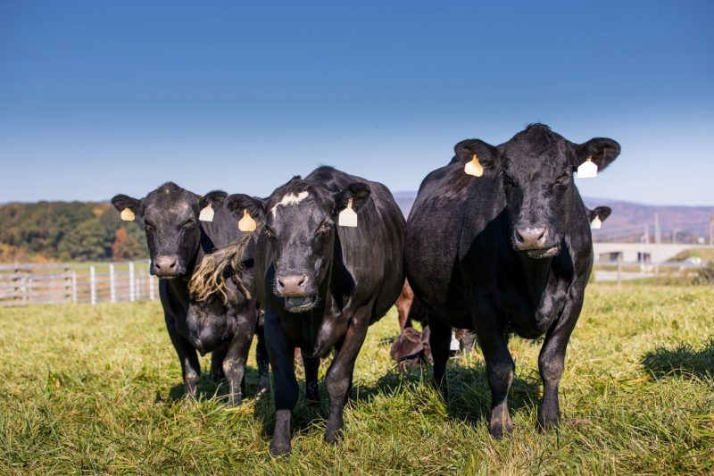 Beef Cows walking in a field.