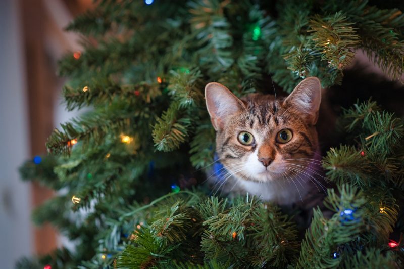 Cat poking their head out from a lighted Christmas tree.