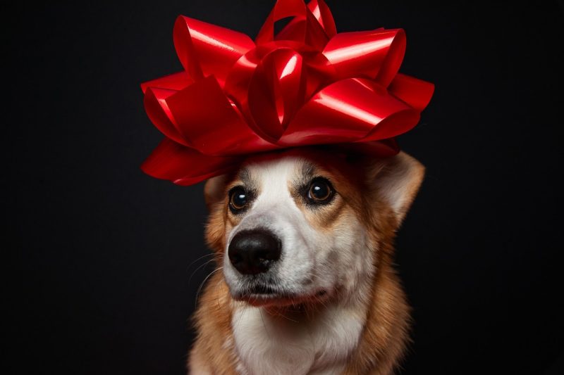 Dog with a red bow on their head.