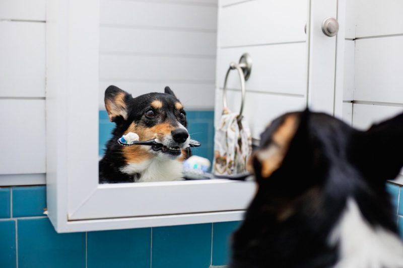 Dog looking in a bathroom mirror with a tooth brush in their mouth.