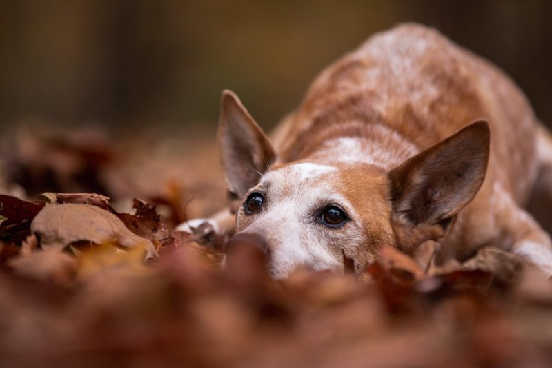 Dog laying in leaves.