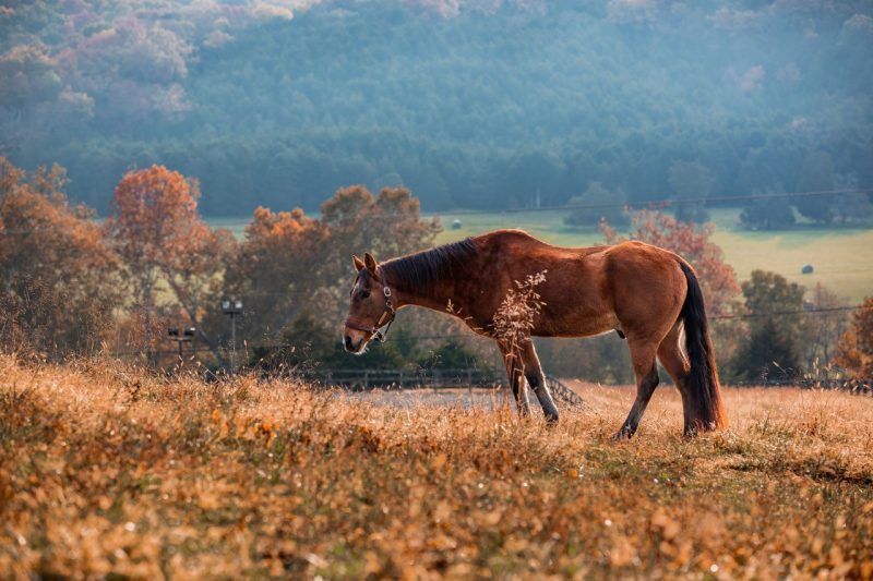 Brown horse standing in an autumn field.
