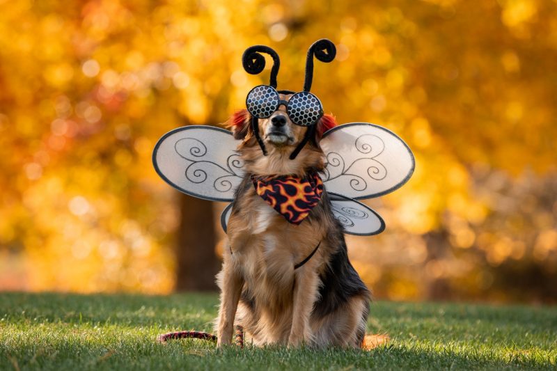 Dog dressed as an insect, standing in a grass with fall leaves in the background.