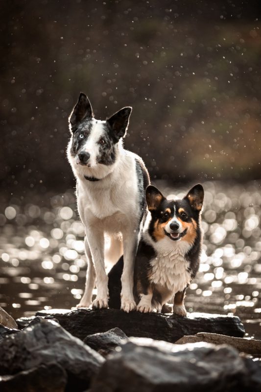Two dogs standing on a rock with the river in the background.