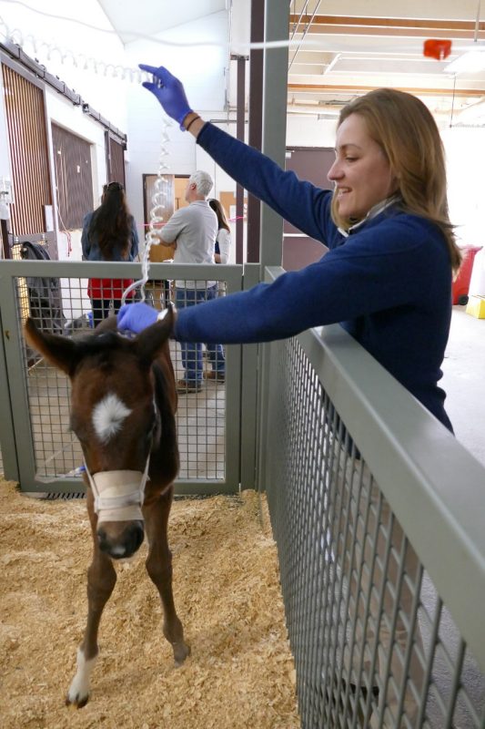 Emily Schaefer, caring for a patient in the foal box.