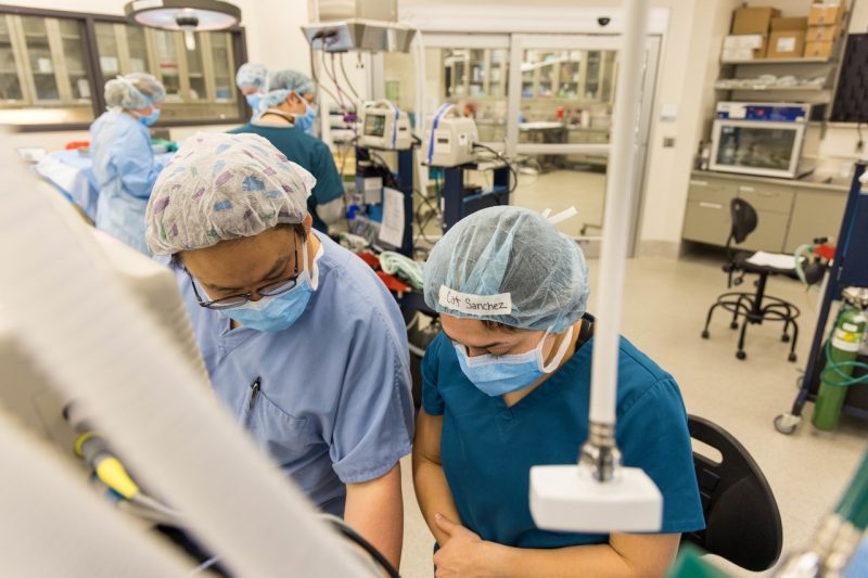 Students conduct spay surgery