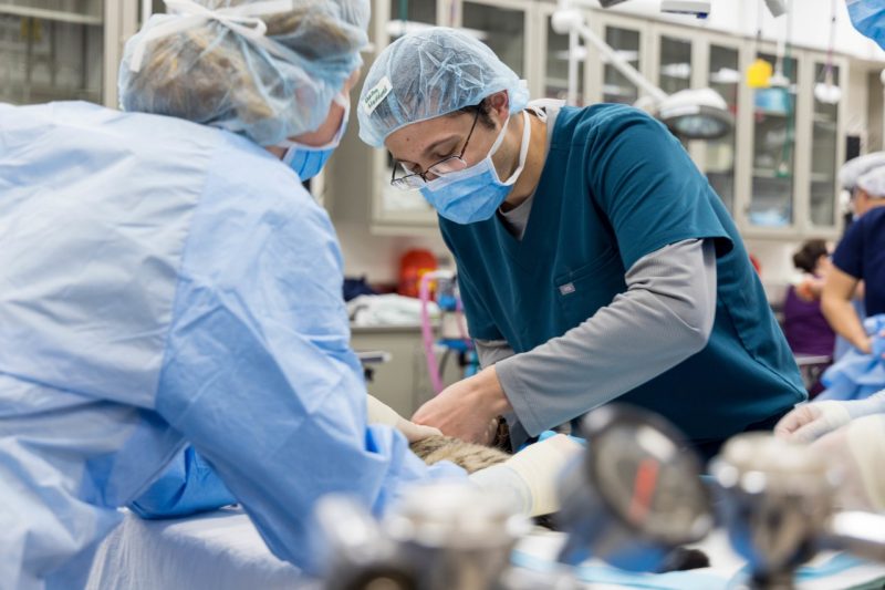 Students conduct spay surgery