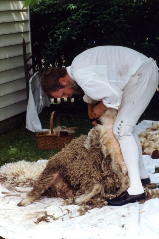 Person shearing a sheep.