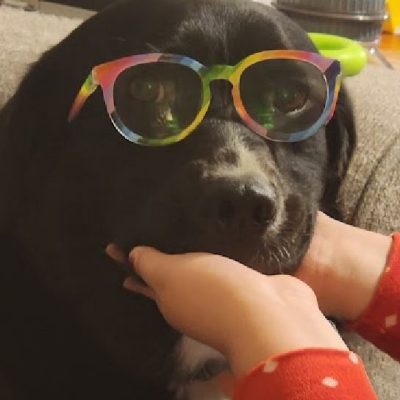 Black dog wearing rainbow glasses.