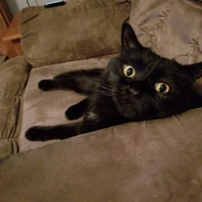 Black cat laying on a couch.