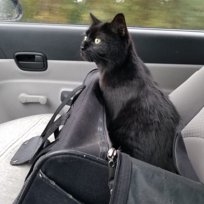 Black cat looking out of a carrier sitting in a car.