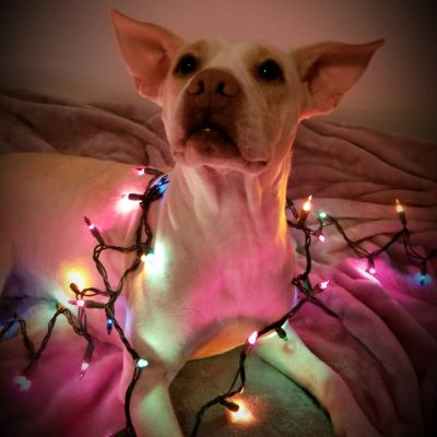 Dog laying in Christmas lights.