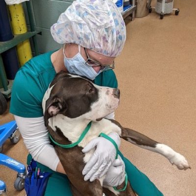 Veterinary professional holding a pitbull.