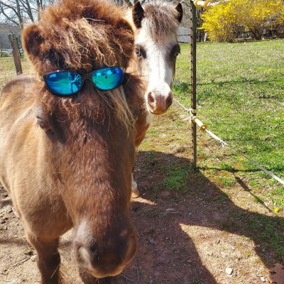 Pony wearing sunglasses on it's head.