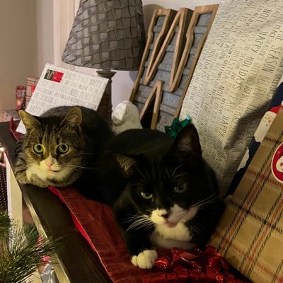 Two cats sitting with wrapped presents.
