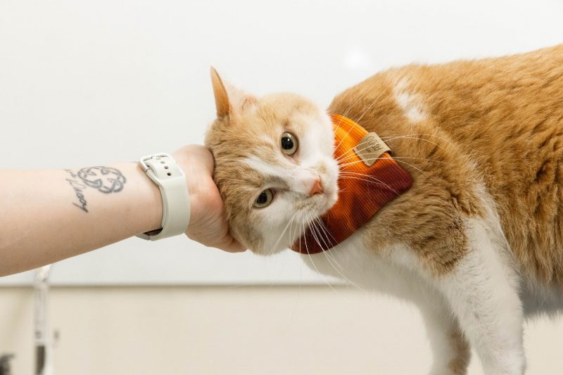 Orange cat being rubbed on the head.