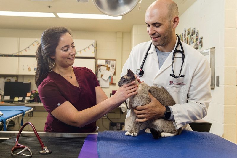 Two veterinarians examining a cat.