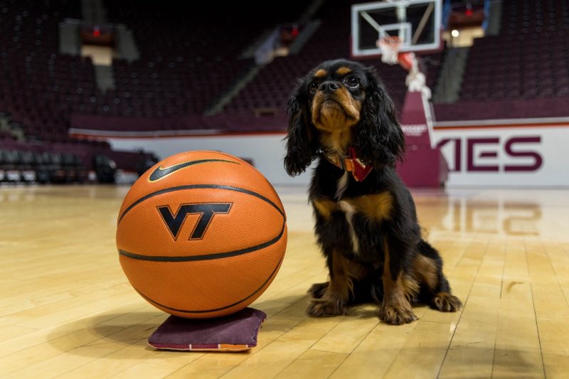 A cavalier King Charles spaniel, showing off his game face on the court at Cassell Coliseum.