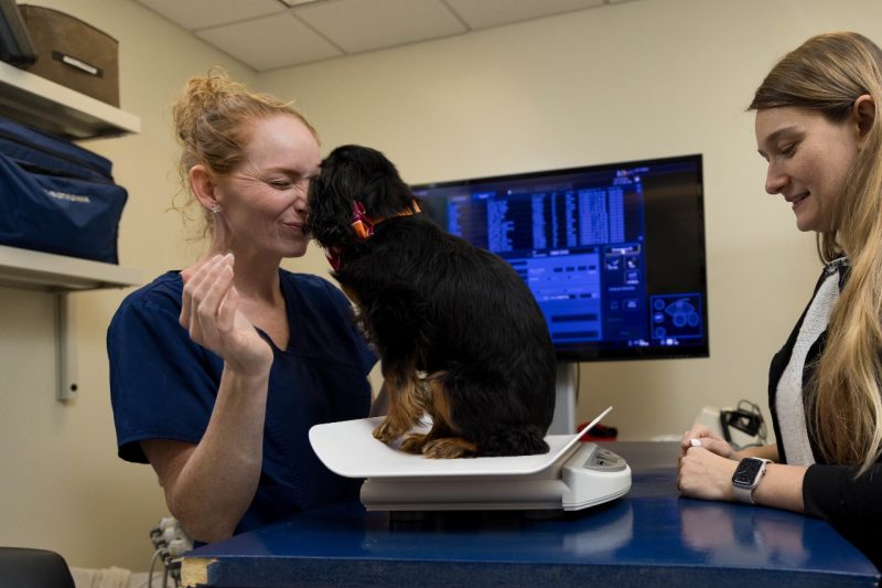 Veterinarian examining a dog.