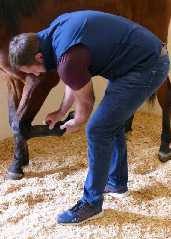 Veterinary professional examining a horse.
