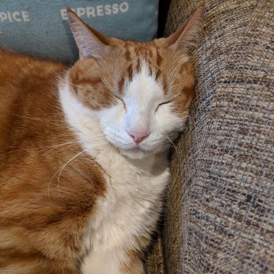 Orange cat sleeping on a sofa.
